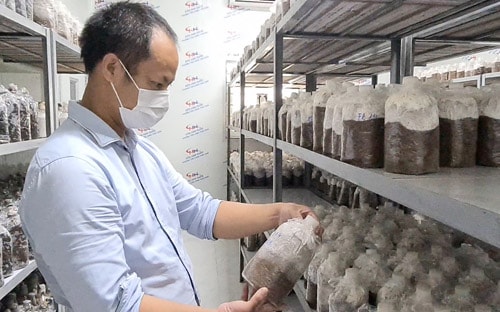 Trang trại nấm khủng ở Chí Linh